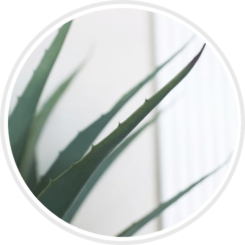 green aloe plant